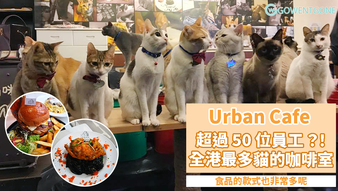 旺角Urban Cafe — 五十多位員工的咖啡室？！全港最多貓咪的貓貓咖啡室，給貓貓一個溫暖的家！而且食物款式非常多，味道一流～