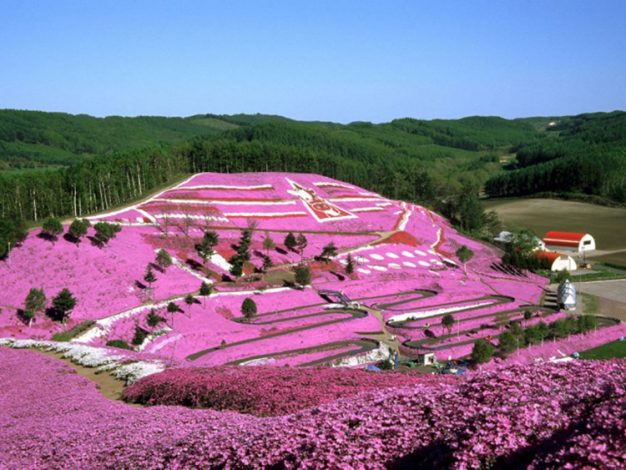 芝櫻祭北海道 北海道芝生種類 Nissinken