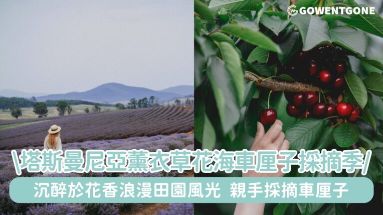 塔斯曼尼亞薰衣草花海與車厘子採摘季盛放登場!探索塔斯曼尼亞自然魅力的最佳時刻